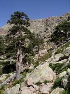 Laricio-Kiefern an den Cascade de Radule