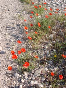 Klatschmohn am Wegrand