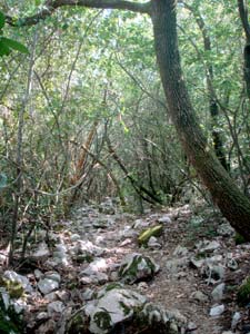 Weg durchs Gestrüpp